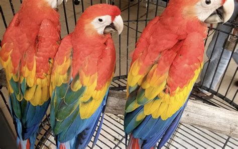22 thg 6, 2022. . Macaw for sale perth
